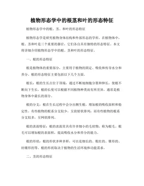 植物形态学中的根茎和叶的形态特征