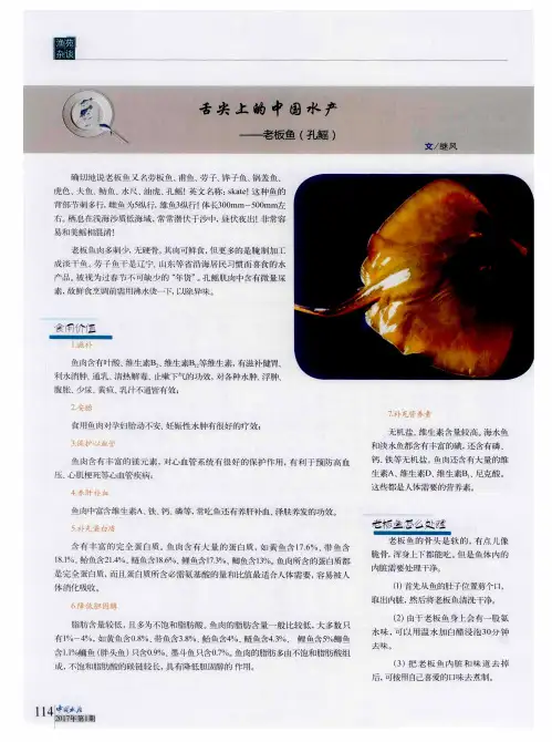 舌尖上的中国水产——老板鱼(孔鳐)