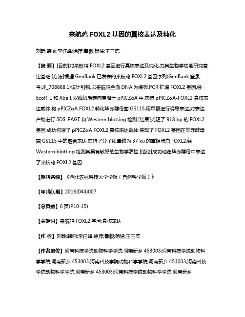 来航鸡FOXL2基因的真核表达及纯化