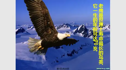 雄鹰再生PPT课件