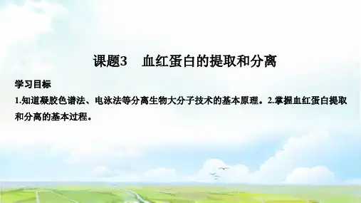 高中生物选修1优质课件：5.3 血红蛋白的提取和分离