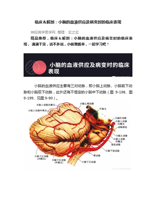 ?临床＆解剖：小脑的血液供应及病变时的临床表现