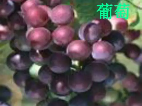 葡萄糖、蔗糖PPT下载