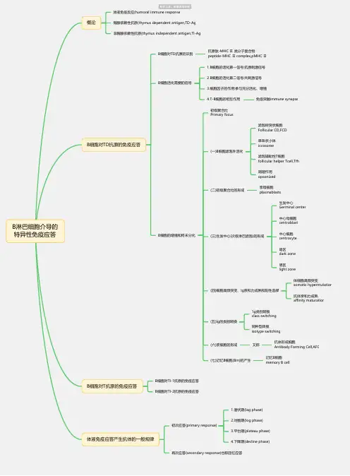 医学-B淋巴细胞介导的特异性免疫应答思维导图-高清简单脑图模板-知犀思维导图