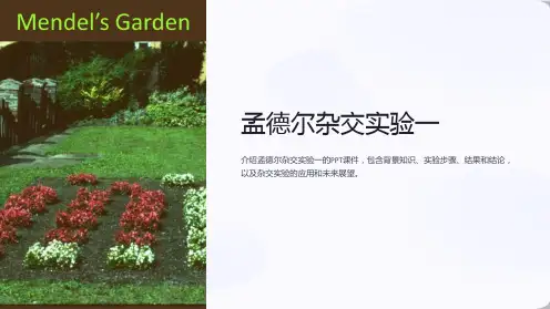 《孟德尔杂交实验一》课件