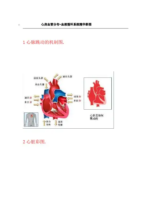 心血管解剖 血管分布-血液循环系统精华彩图
