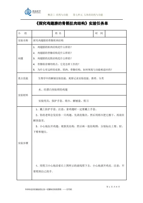 鸡翅解刨 实验文本