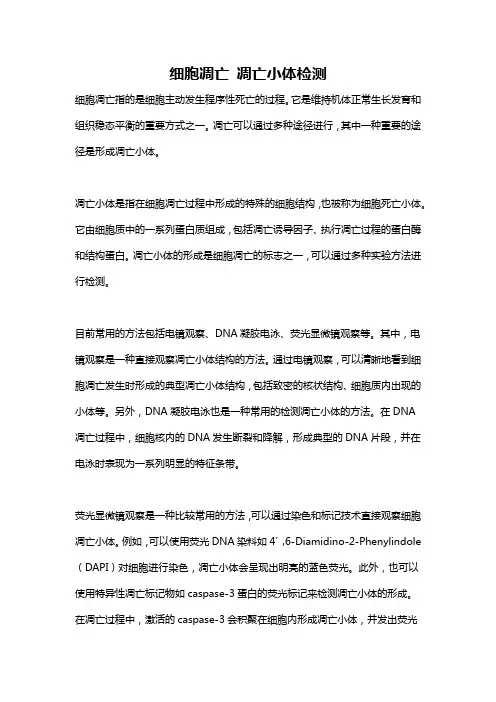 细胞凋亡 凋亡小体检测