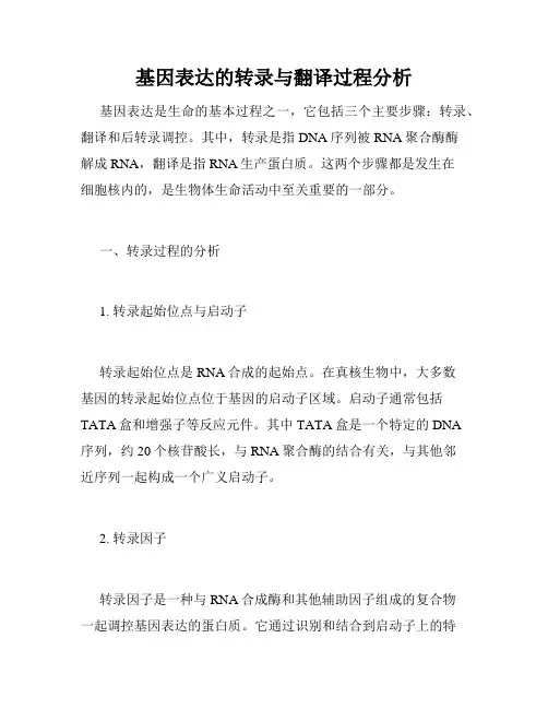 基因表达的转录与翻译过程分析