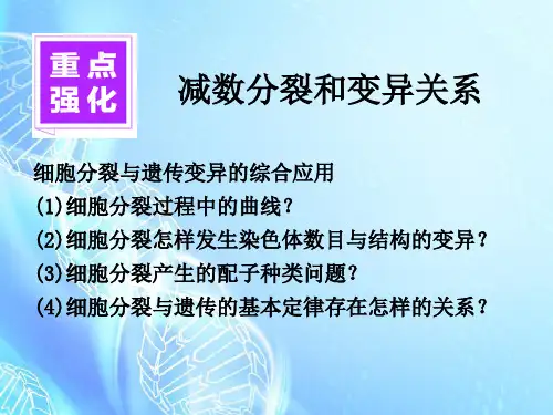 减数分裂和变异