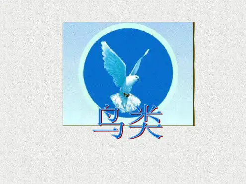 七年级下册生物课件 5121鸟类课件3苏科版