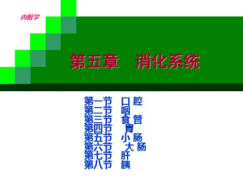 消化系统系统解剖ppt课件