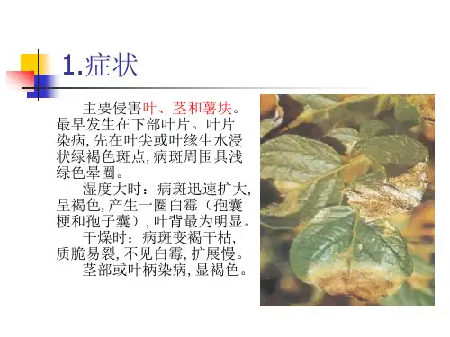 马铃薯晚疫病