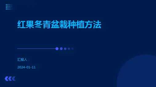 红果冬青盆栽种植方法