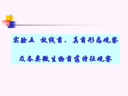 实验五 放线菌、真菌形态观察及各类微生物菌落特征观察(生科)
