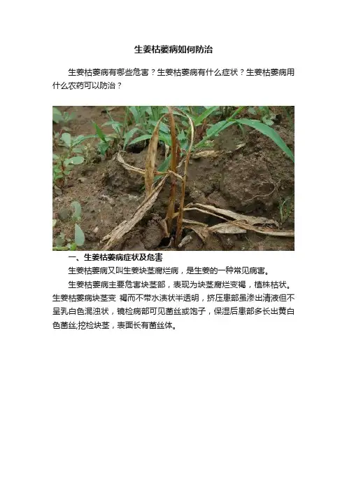 生姜枯萎病如何防治