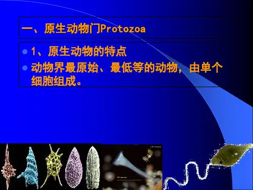 第五章原生动物_PPT幻灯片