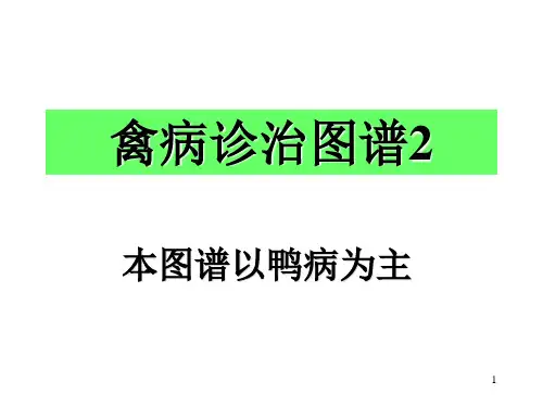鸭病解剖图谱2(PPT课件)