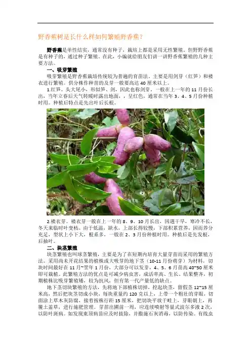 野香蕉树是长什么样如何繁殖野香蕉