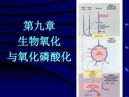 第八章 氧化磷酸化