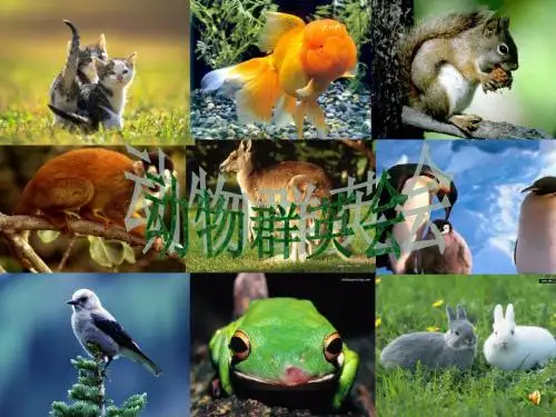 动物名片
