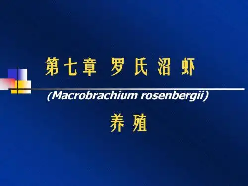 水产养殖8罗氏沼虾