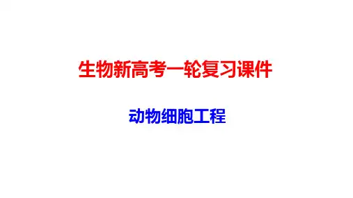 生物新高考一轮复习课件：12-4 动物细胞工程