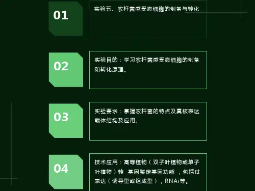 农杆菌感受态细胞的制备与转化