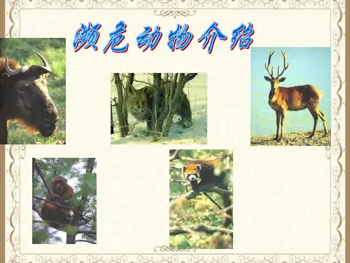濒危动物介绍 公开课PPT课件