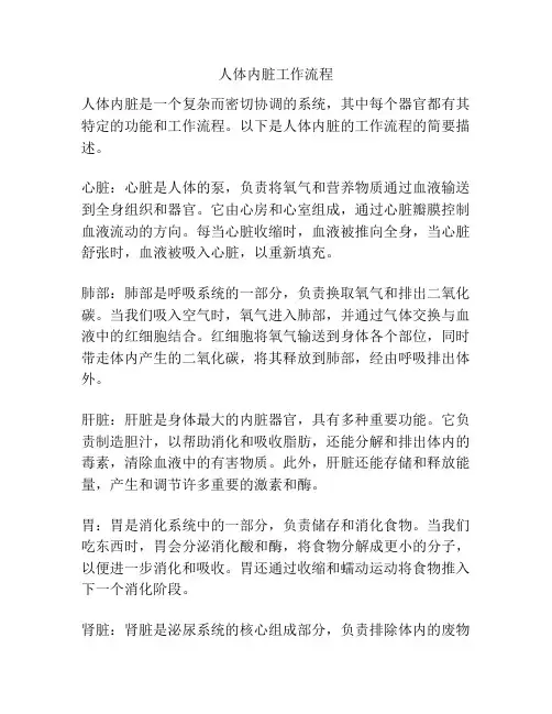 人体内脏工作流程