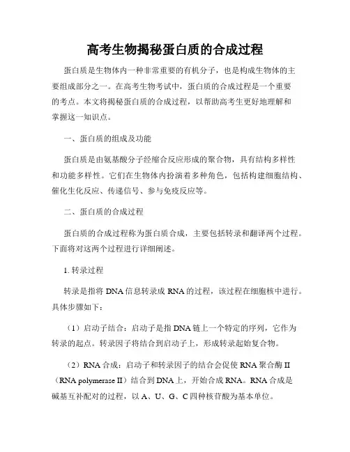 高考生物揭秘蛋白质的合成过程