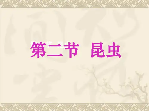 《昆虫》ppt课件