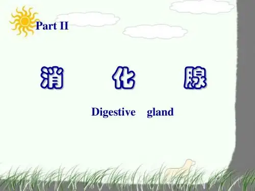 消化腺