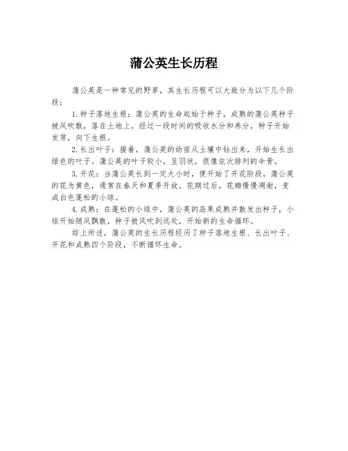 蒲公英生长历程