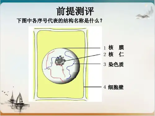 细胞的增殖公开课-PPT