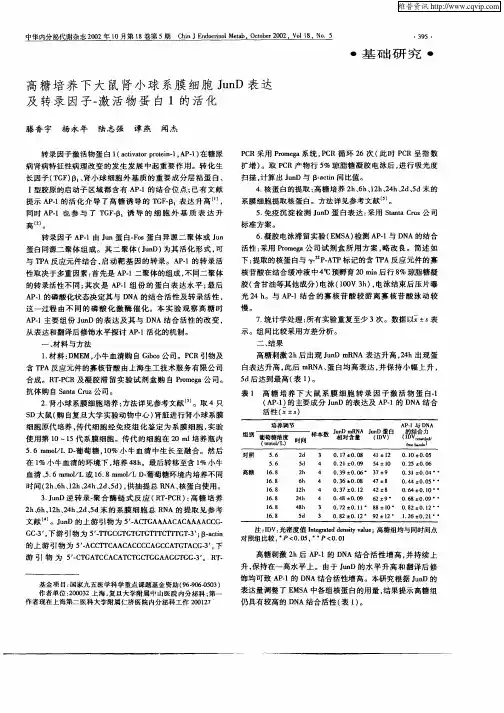 高糖培养下大鼠肾小球系膜细胞JunD表达及转录因子—激活物蛋白1的活化