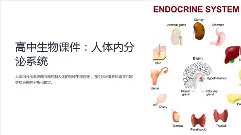 《高中生物课件：人体内分泌系统》