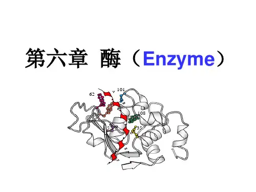 第6章 酶