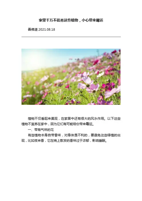 家里千万不能养这些植物，小心带来霉运