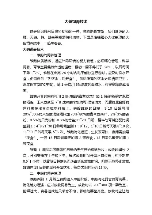 大鹅饲养技术
