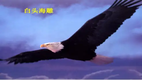 人教版初中八年级生物上册第五单元第一章第六节鸟ppt课件