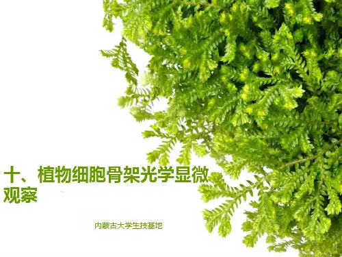 实验十、植物细胞骨架光学显微观察