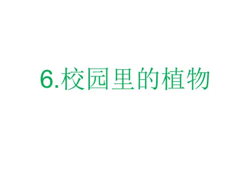 一年级上册科学课件-1.6校园里的植物(1) l 教科版 (共9张PPT)