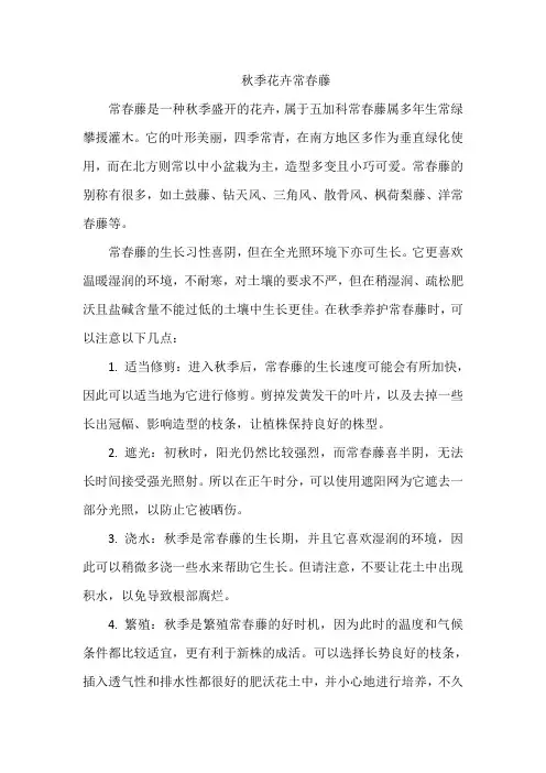 秋季花卉常春藤