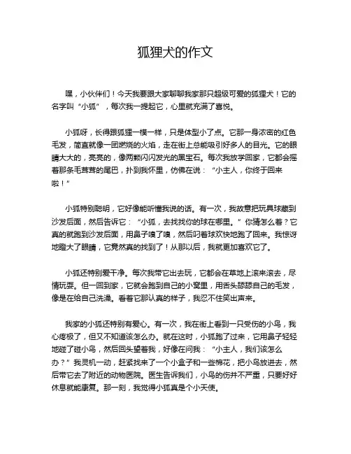 狐狸犬的作文