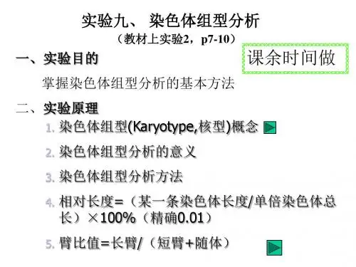 试验九染色体组型分析