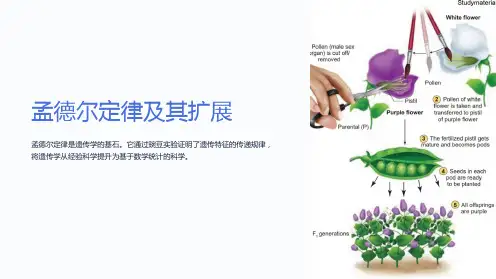 孟德尔定律及其扩展