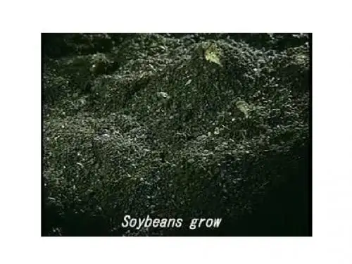 植物的生长和发育PPT课件2 北京版