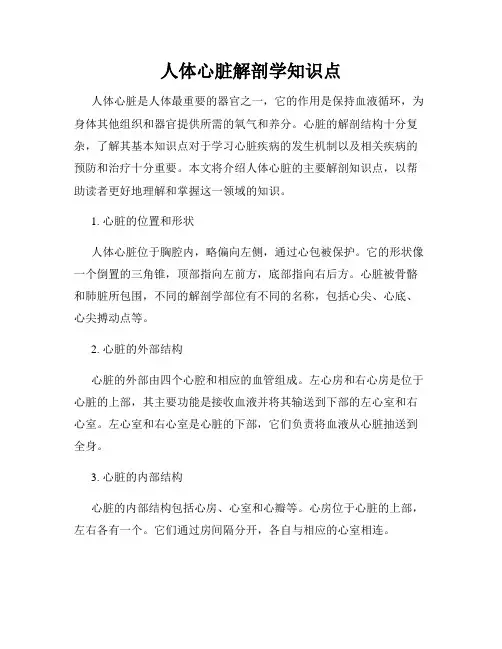 人体心脏解剖学知识点