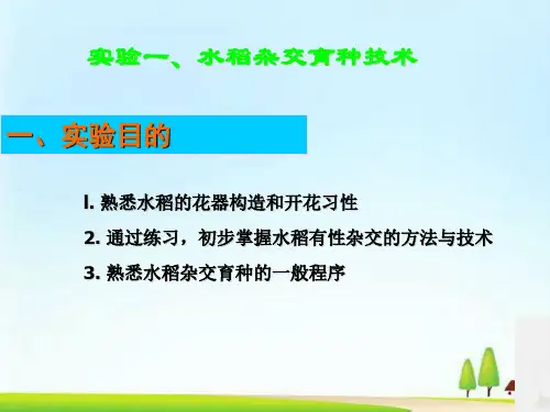 水稻杂交育种技术实验(ppt 41页)